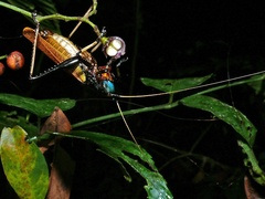Eumacroxiphus diabolicus
