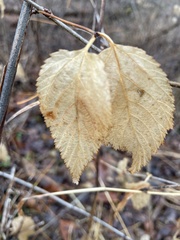 Rhodotypos scandens