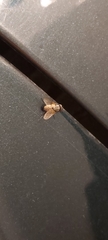 Musca domestica
