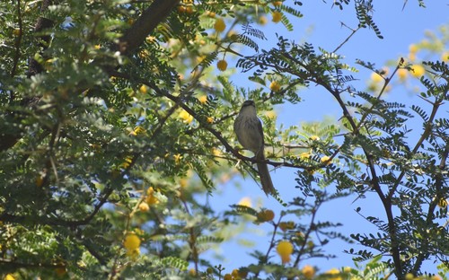 Namaqua Warbler (Phragmacia substriata), photo 8