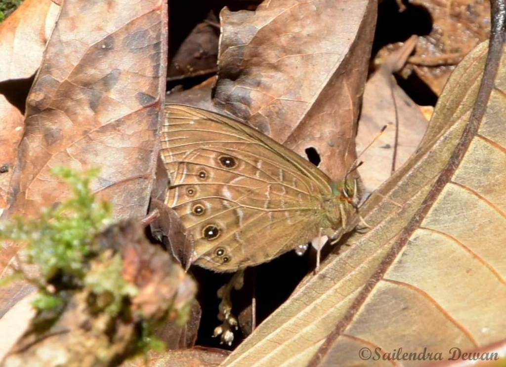 scarce woodbrown