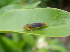 Dilobopterus costalimai