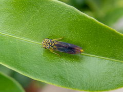 Dilobopterus costalimai