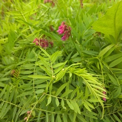 Vicia megalotropis