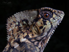 Smooth Helmeted Iguana photo 2