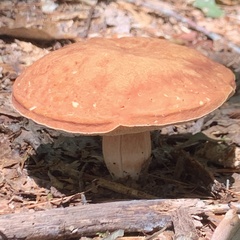 Boletus separans