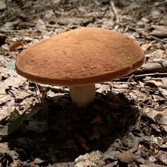 Boletus separans