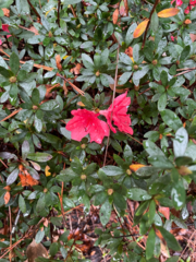 Rhododendron