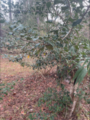 Ilex opaca image