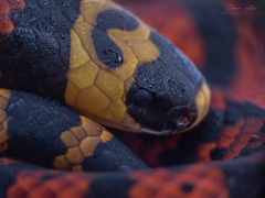 Micrurus diastema apiatus