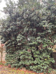 Angiospermae