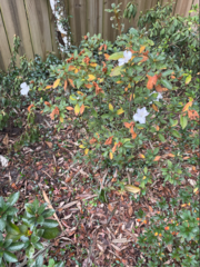 Rhododendron