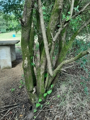 Sebastiania commersoniana