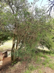 Sebastiania commersoniana