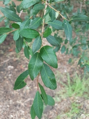 Sebastiania commersoniana