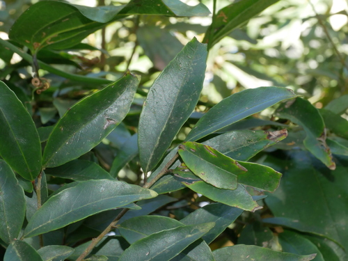 Symplocos sonoharae (Symplocos sonoharae)