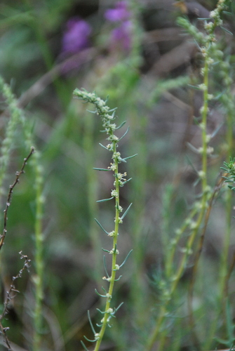 Forage Kochia