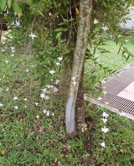 Cuitlauzina candida