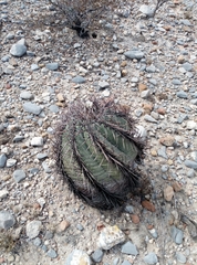 Echinocactus horizonthalonius horizonthalonius