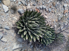 Agave nickelsiae