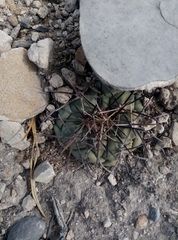 Coryphantha poselgeriana