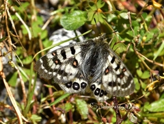 Parnassius hardwickii