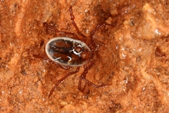 Ixodes vespertilionis