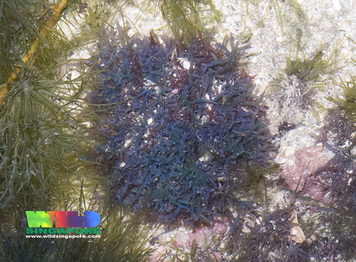 Hypnea pannosa
