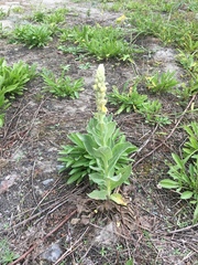 Verbascum thapsus