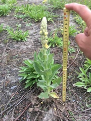 Verbascum thapsus