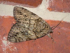 Catocala ilia-complex