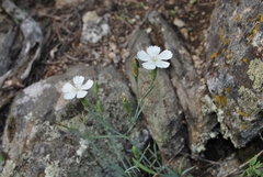 Dianthus ramosissimus