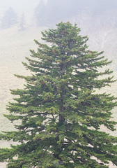 Picea jezoensis jezoensis
