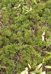 Juniperus chinensis sargentii