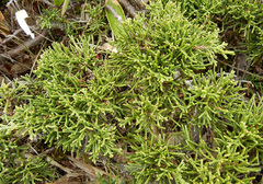 Juniperus chinensis sargentii