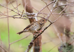 Emberiza variabilis