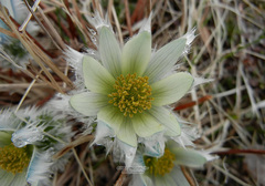 Pulsatilla taraoi