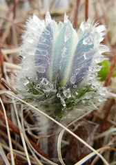 Pulsatilla taraoi