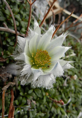 Pulsatilla taraoi