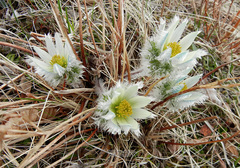 Pulsatilla taraoi