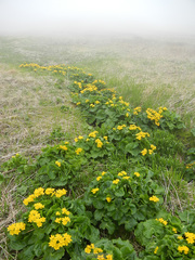 Caltha fistulosa