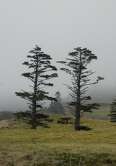 Abies sachalinensis