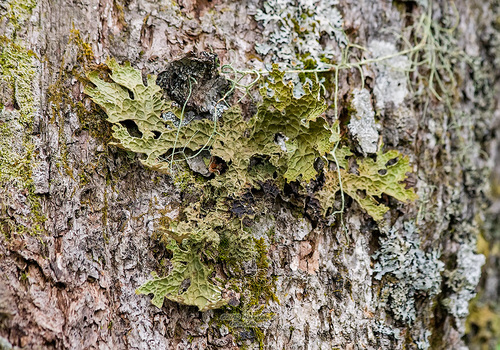 Lobaria tuberculata