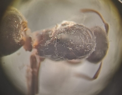Lasius umbratus