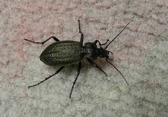 Carabus granulatus yezoensis