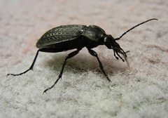 Carabus granulatus yezoensis