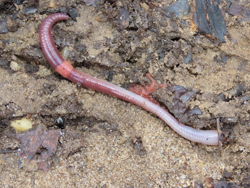 Redhead Worm, photo 3 of 8