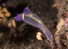 Clavelina meridionalis
