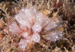 Clavelina