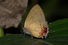 Calycopis pisis